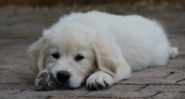 cucciolo di cane
