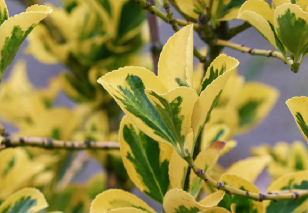 Euonymus foglie variegate