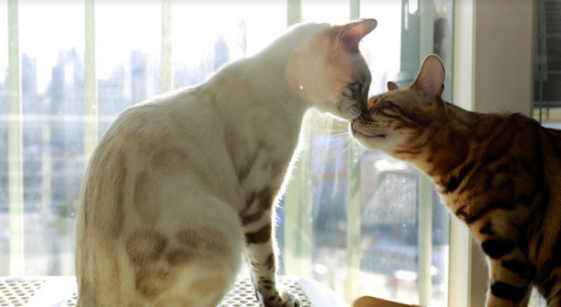 Gatti che si annusano