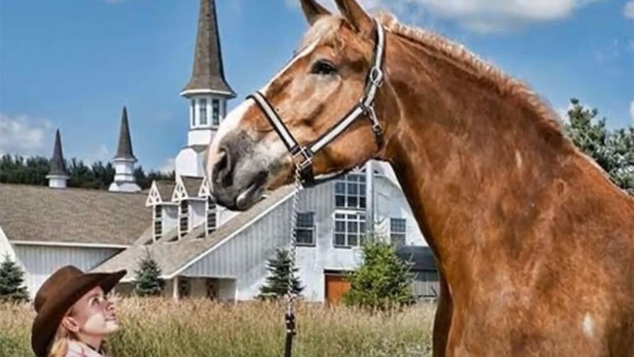 Cavallo Piu Grande Del Mondo Dove Si Trova Foto E Razza Idee Green