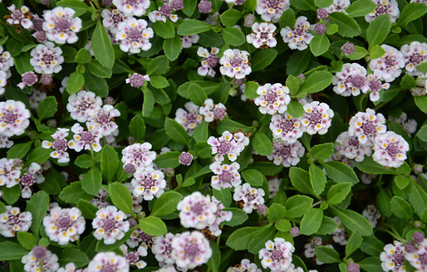 Lippia nodiflora amazon