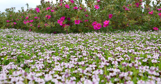Lippia nodiflora orizzontale