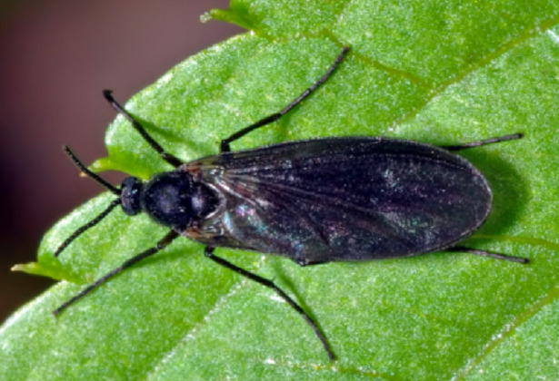 Moscerini neri del terriccio