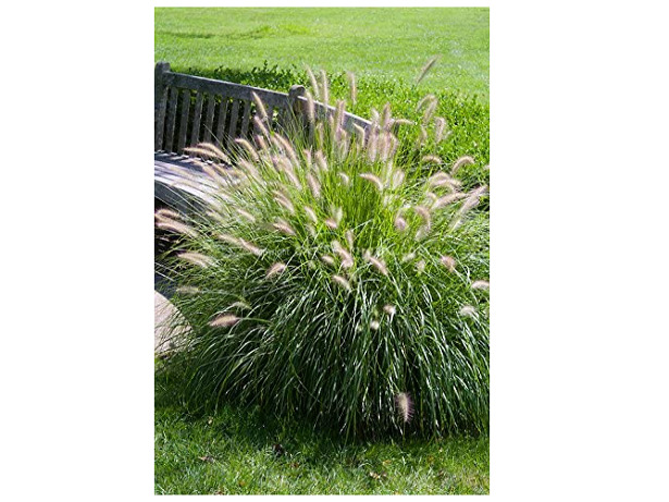 pennisetum amazon pennisetum amazon