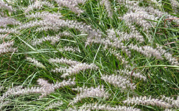 pennisetum coltivazione pennisetum coltivazione