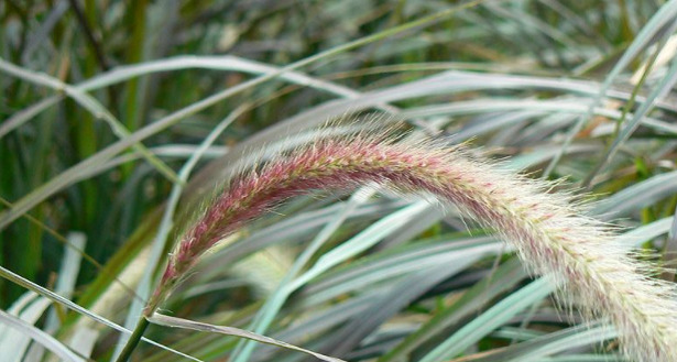 pennisetum spiga