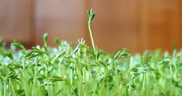 Pianta di lenticchie