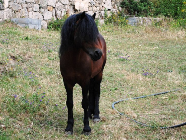 Pony della Galizia scuro