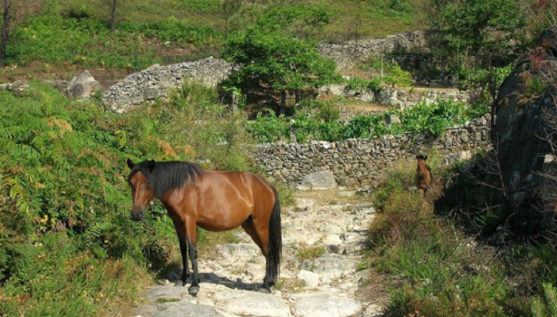 Pony della Galizia Pony della Galizia