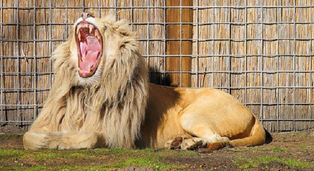 sbadiglio leone sbadiglio leone