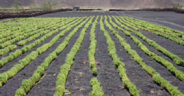 semina Pianta di lenticchie semina Pianta di lenticchie