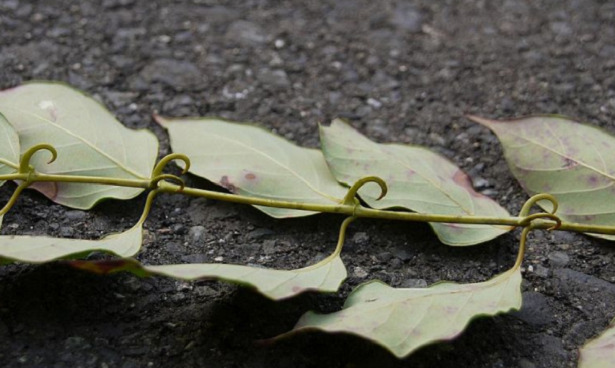 Unghia di gatto spine