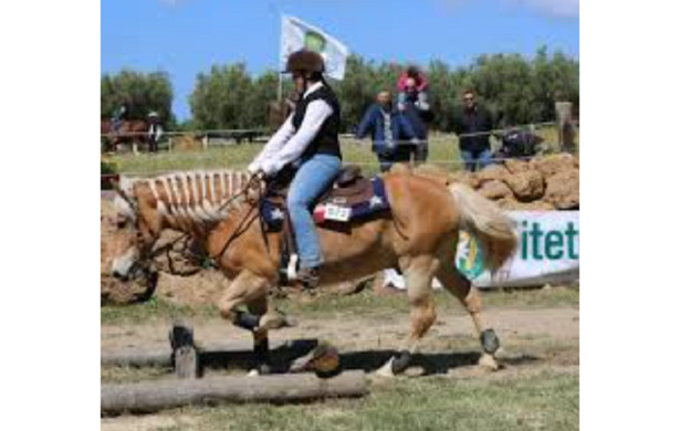 Mountain Trail horse