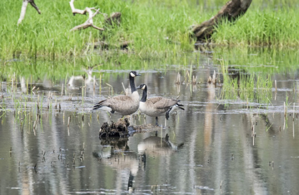 Volatili in uno stagno Volatili in uno stagno
