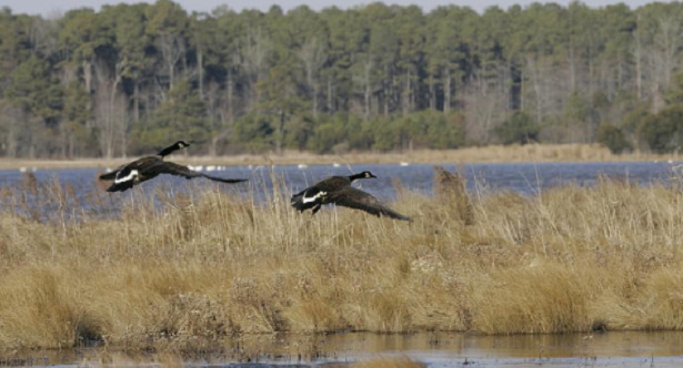 Uccelli in volo su laguna Uccelli in volo su laguna