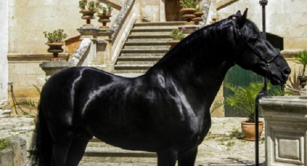 Cavallo Minorchino Razza Cavallo Minorchino Razza