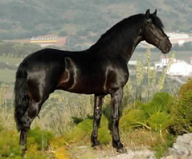 Cavallo Minorchino