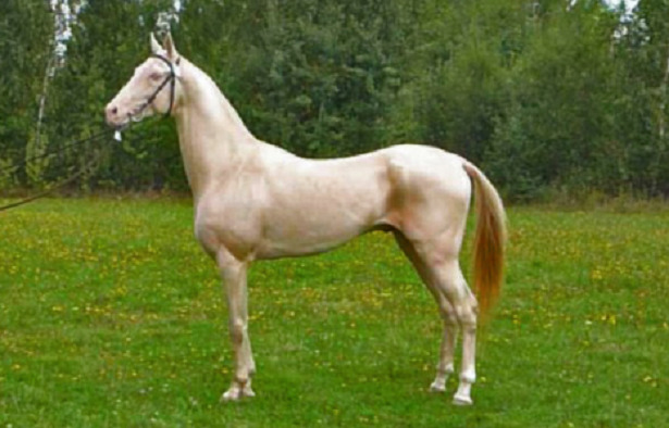 cavallo più bello mondo akhal teke cavallo più bello mondo akhal teke