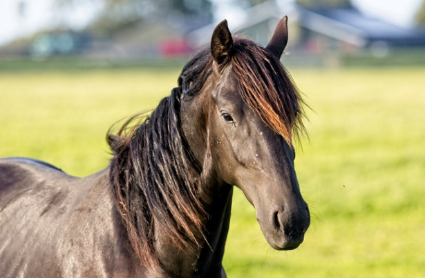 cavallo più bello mondo