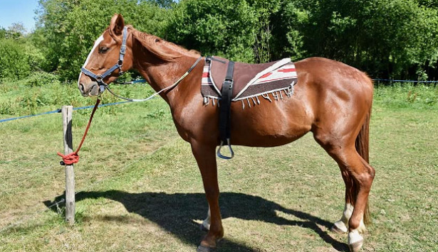 Come dormono i cavalli in piedi