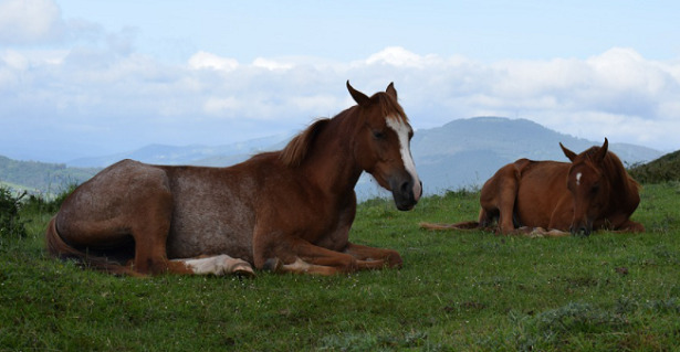 Come dormono i cavalli