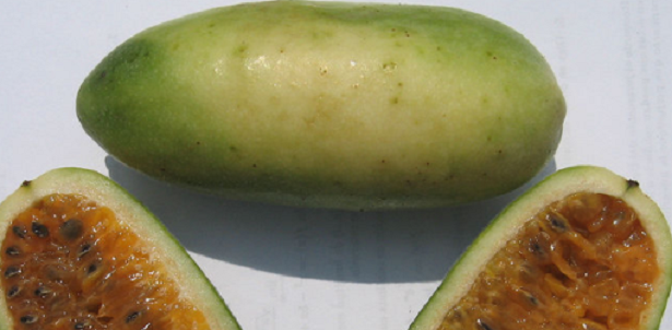 Curuba frutto Curuba frutto