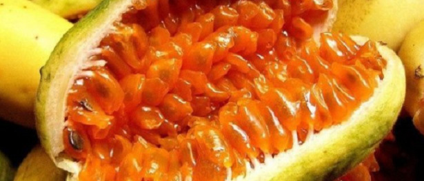 Curuba polpa Curuba polpa