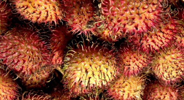 durian frutto durian frutto