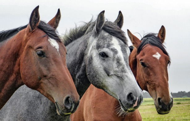 frasi cavalli ironiche