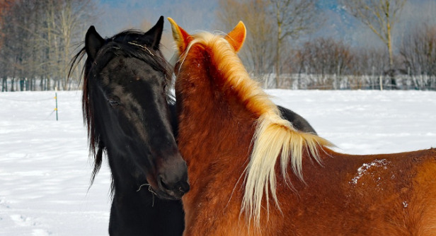 frasi cavalli illuminanti