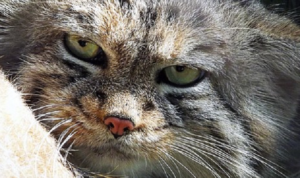 Gatto di Pallas muso