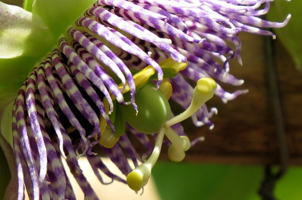 granadilla fiore granadilla fiore