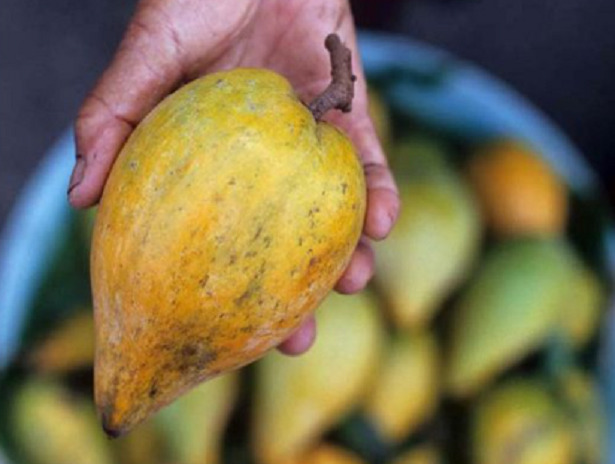 lucuma frutto lucuma frutto