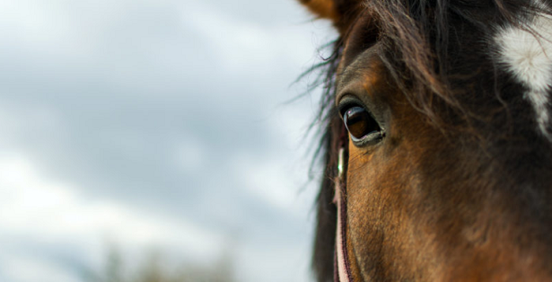 mezzo muso cavallo mezzo muso cavallo