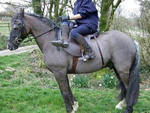 monta amazzone cavallo