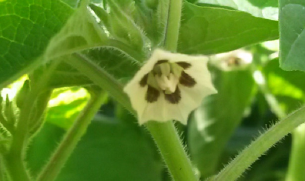 tomatillo fiore tomatillo fiore