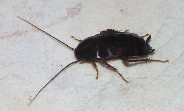 uova di scarafaggio uova di scarafaggio