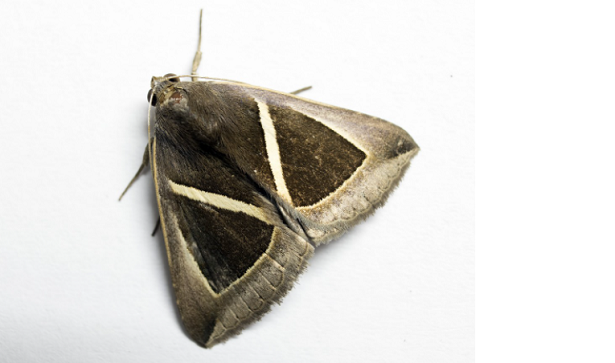 vermi bianchi tignole