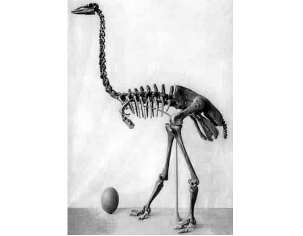 aepyornis scheletro