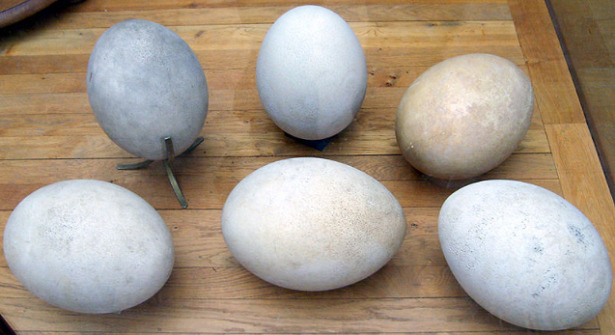 aepyornis uovo