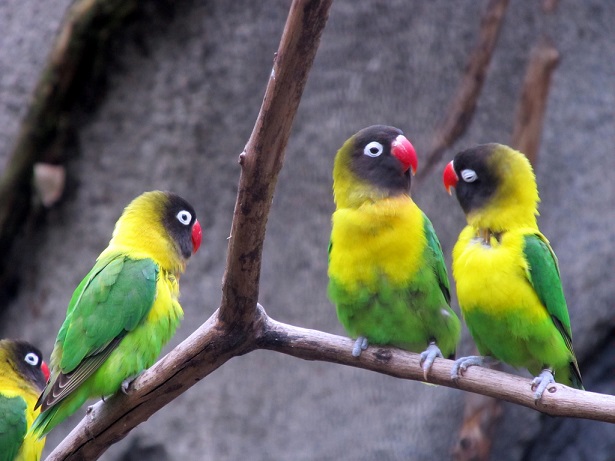 Agapornis Personatus o inseparabile mascherato