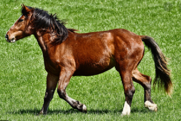 Cavallo corsa Cavallo corsa