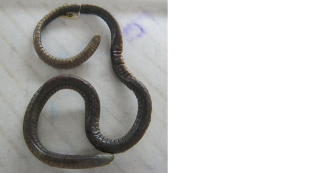 Cecilia anellata Cecilia anellata