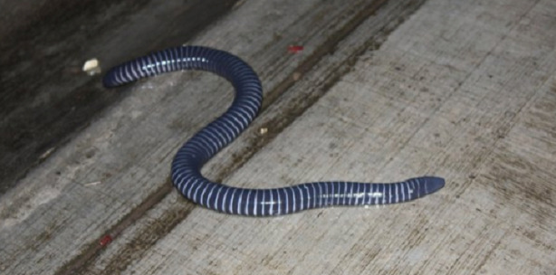 Cecilia velenosa Cecilia velenosa