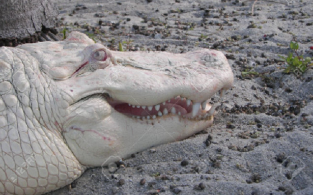 Coccodrillo bianco muso
