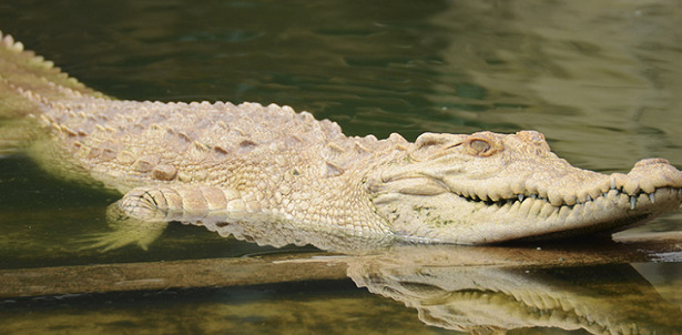 Coccodrillo bianco Coccodrillo bianco