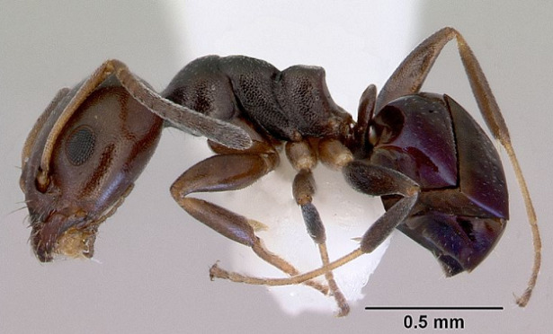 formiche piccolissime formiche piccolissime