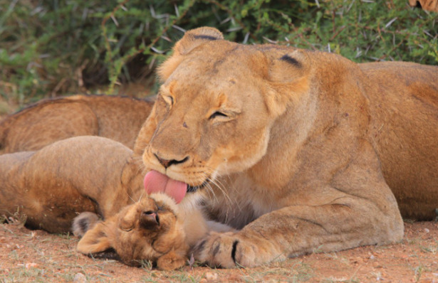 Leonessa cucciolo Leonessa cucciolo