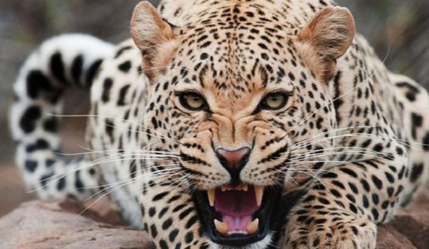 leopardo leonessa leopardo leonessa