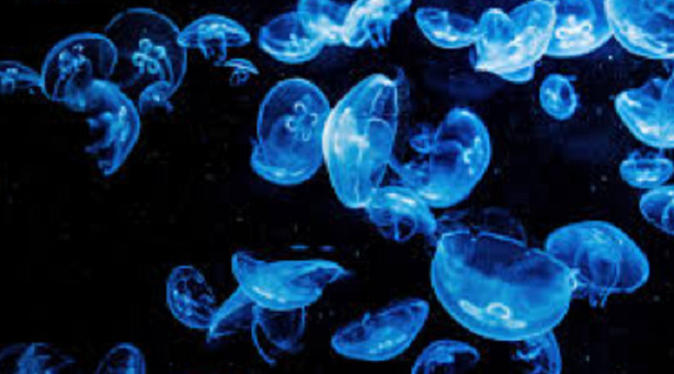 medusa fluorescente medusa fluorescente